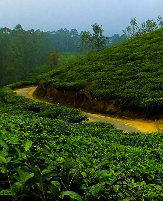 Tea trail & scenic beauty 